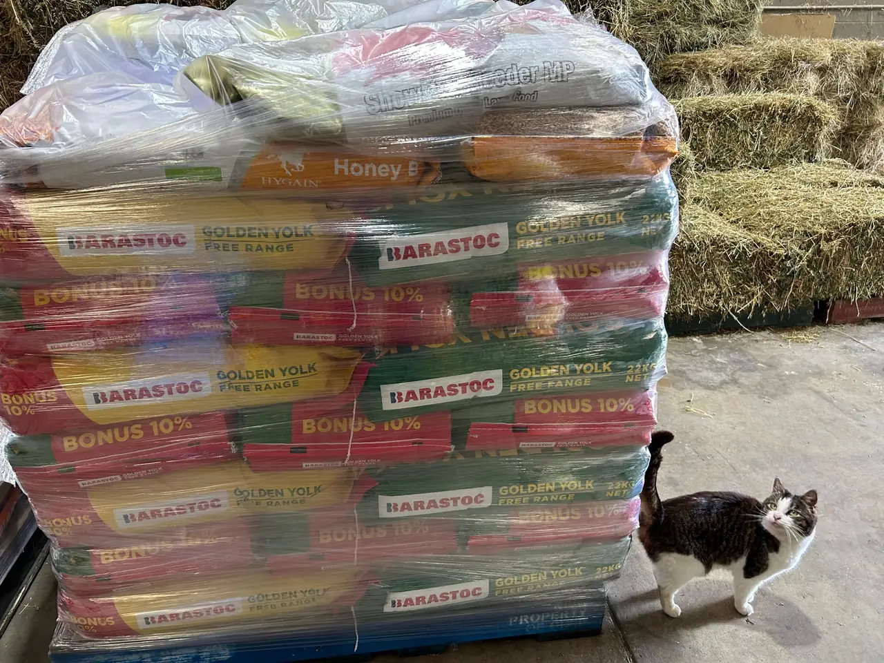 Hay and feed in store, with Sweety the store cat nearby