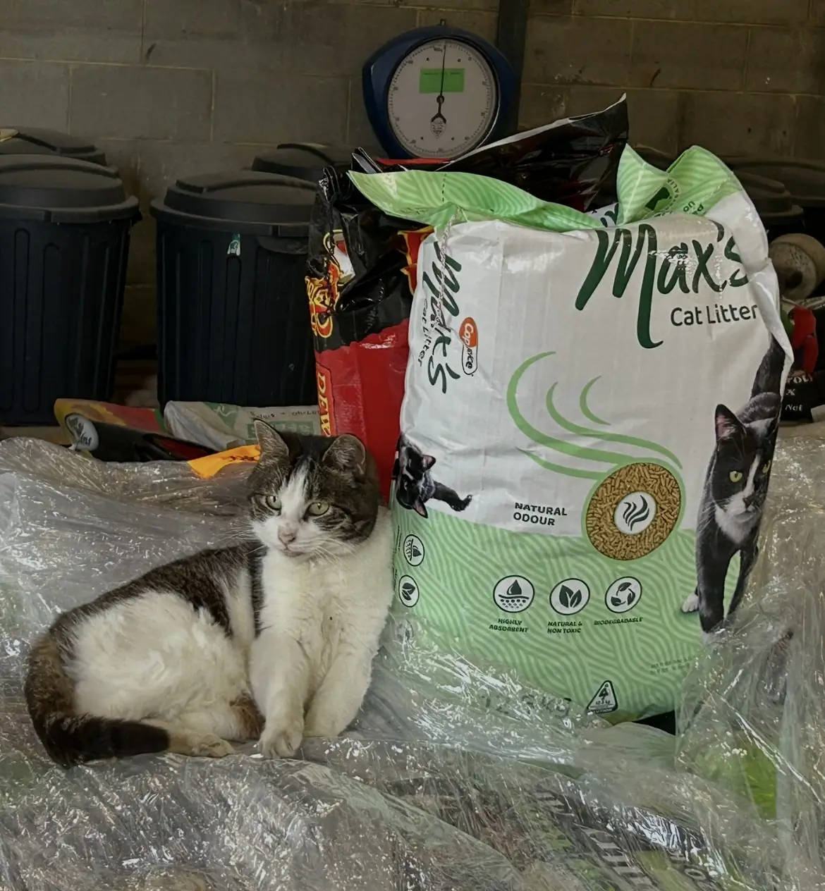 Max's cat litter and Sweety the store cat